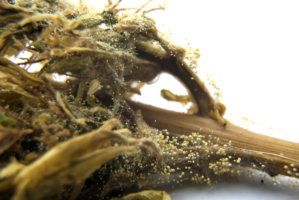 Yellow mold growing on dried plant